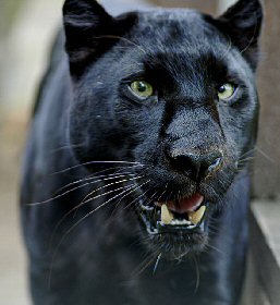 large panther