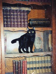 cat on bookshelf