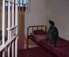 cat in prison cell