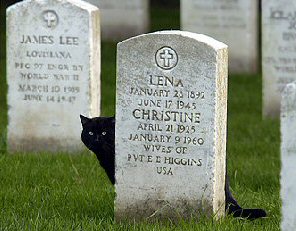cat in cemetery