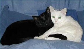 two cats sitting paw in paw