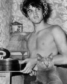 cat with Elvis