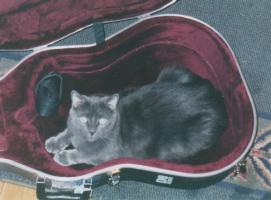 cat in guitar case