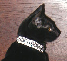 cat with jeweled collar