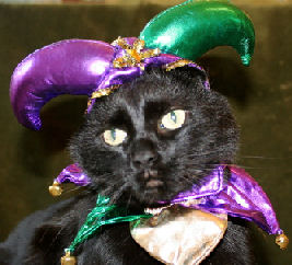 cat with jester hat and Mardi Gras beads