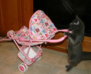 cat with stroller
