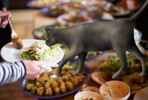 cat eating from plate