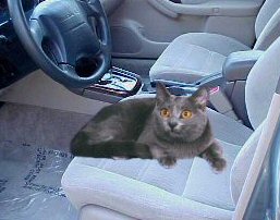 cat in Subaru