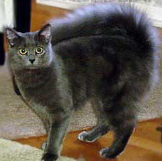 cat with bushy tail
