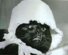 cat wearing baby's hat