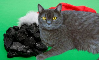 cat with coal in stocking