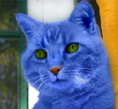 blue cat