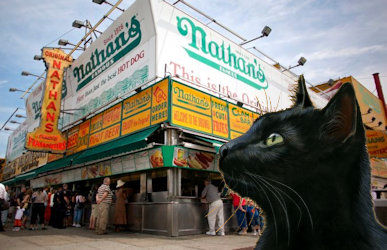 cat at Nathan's