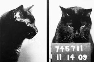 cat mug shot