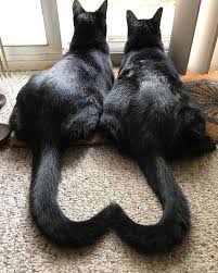two black cats