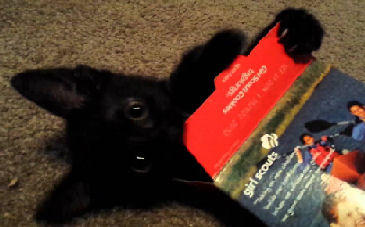 cat with Girl Scout cookies