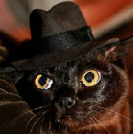 cat wearing fedora