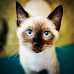 Siamese cat