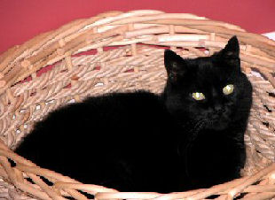 cat in laundry basket